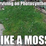 Like a Moss