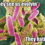 bacteria evolution