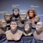 hominid recreations