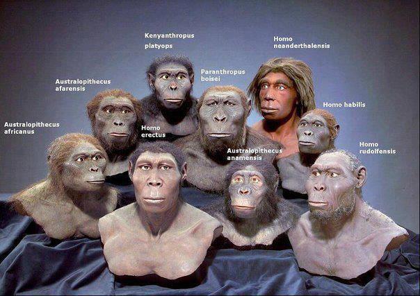 hominid recreations