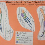 pg. 64 – homologous structures