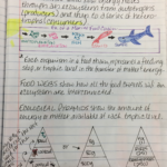 energy flow notes