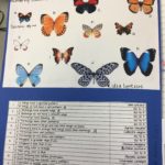 72-Butterfly Classification Activity